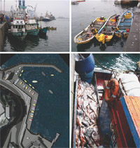 Layout para caleta de pescadores en sector de Roca La Baja, Valparaíso
